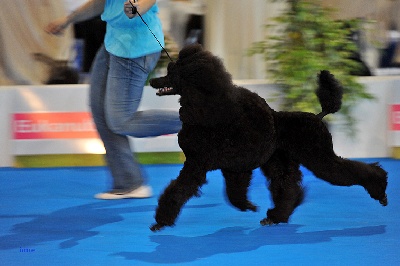 Fabulous Black Dream's - Championnat de France 2012