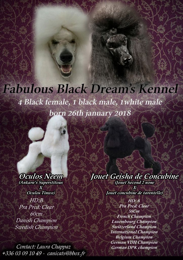 Fabulous Black Dream's - chiots à réserver