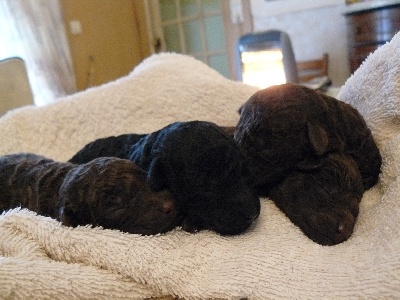 Fabulous Black Dream's - chiot disponible!