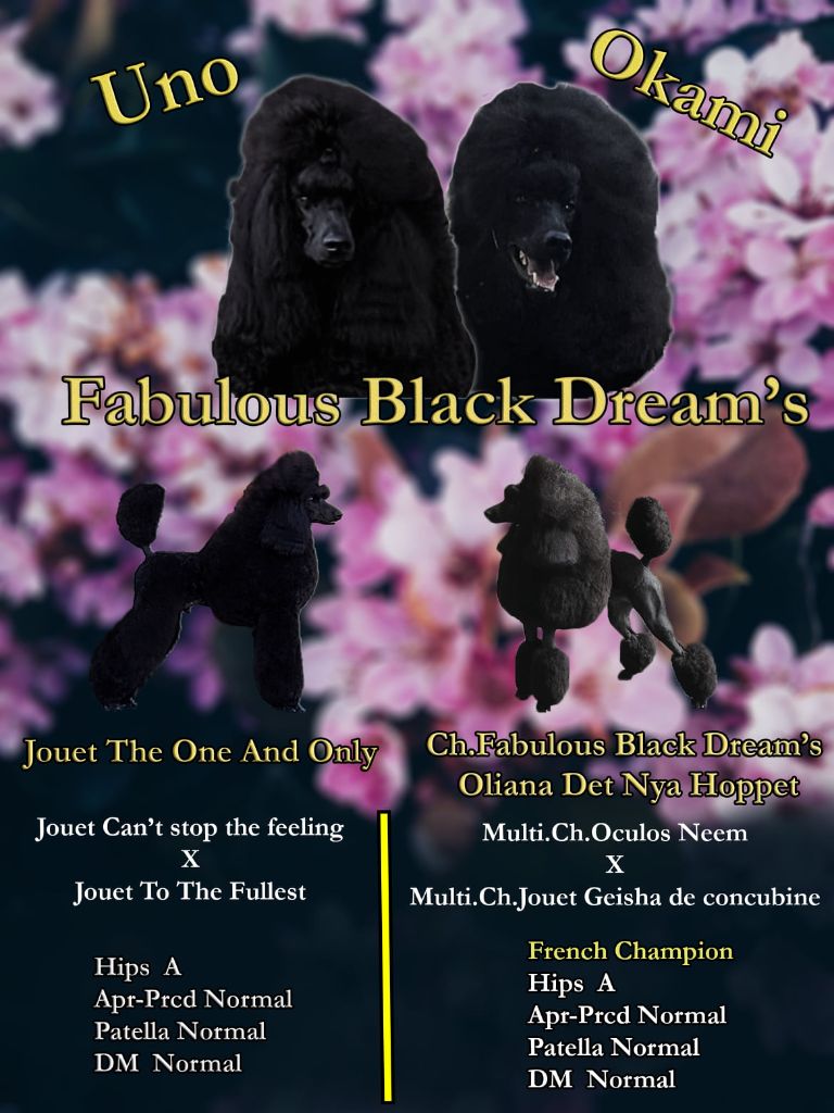 Fabulous Black Dream's - nouvelle portée 2021