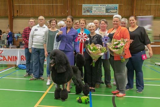 Jackson BIS Club du caniche Hollandais