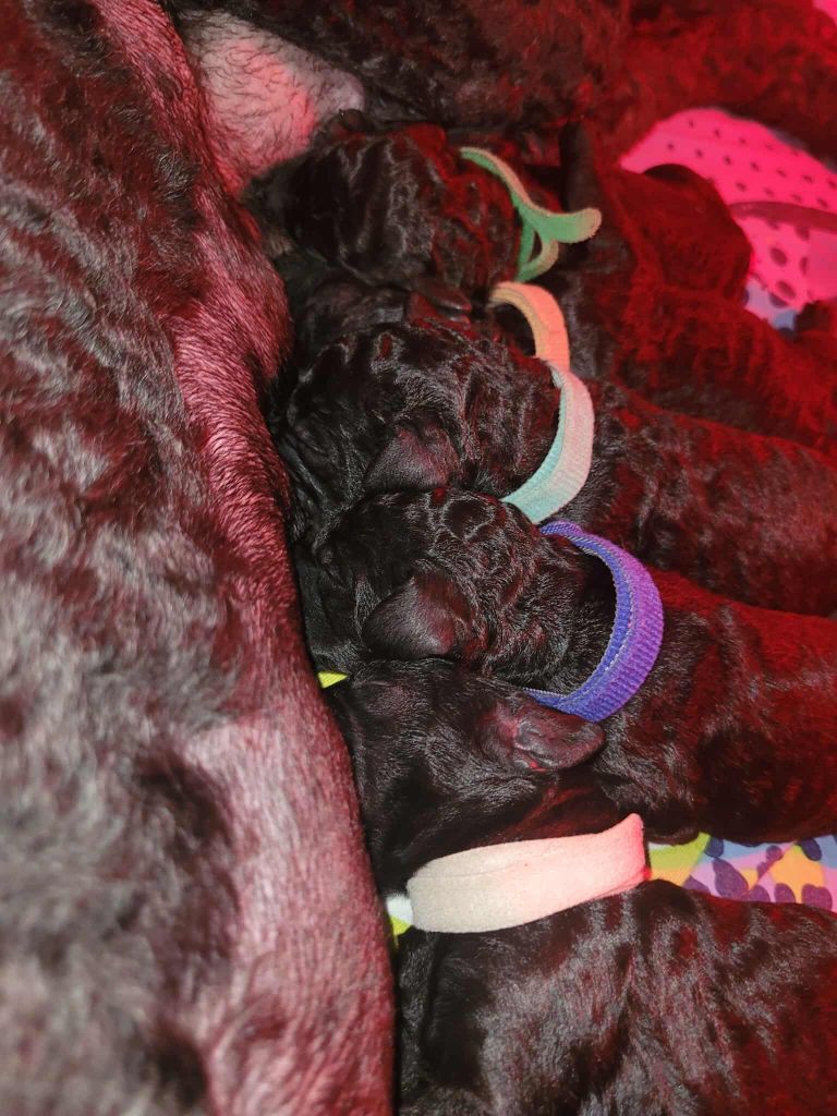 Chiot Caniche Fabulous Black Dream's
