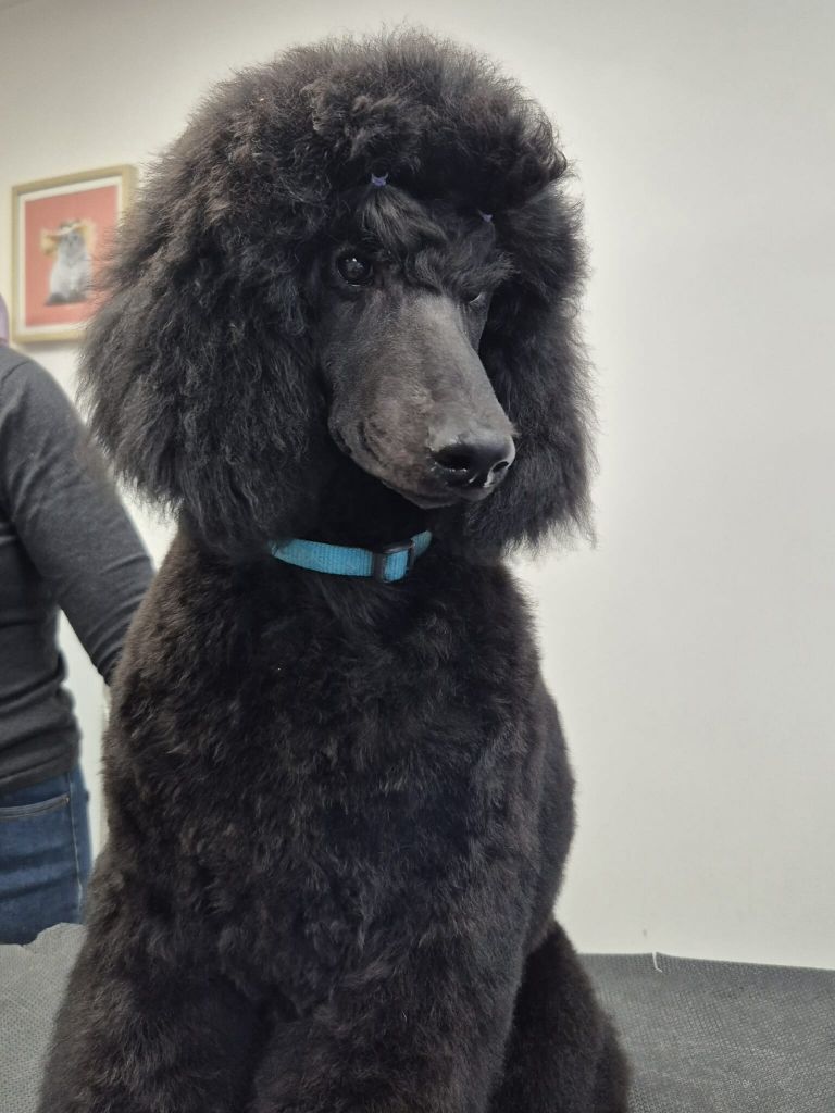 Fabulous Black Dream's - Chiots disponibles - Caniche