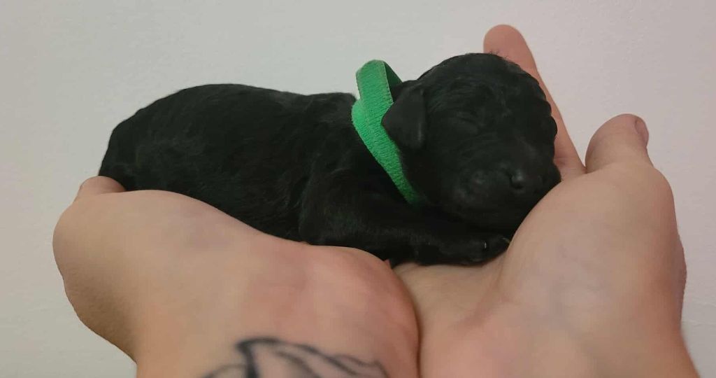 Fabulous Black Dream's - Chiots disponibles - Caniche