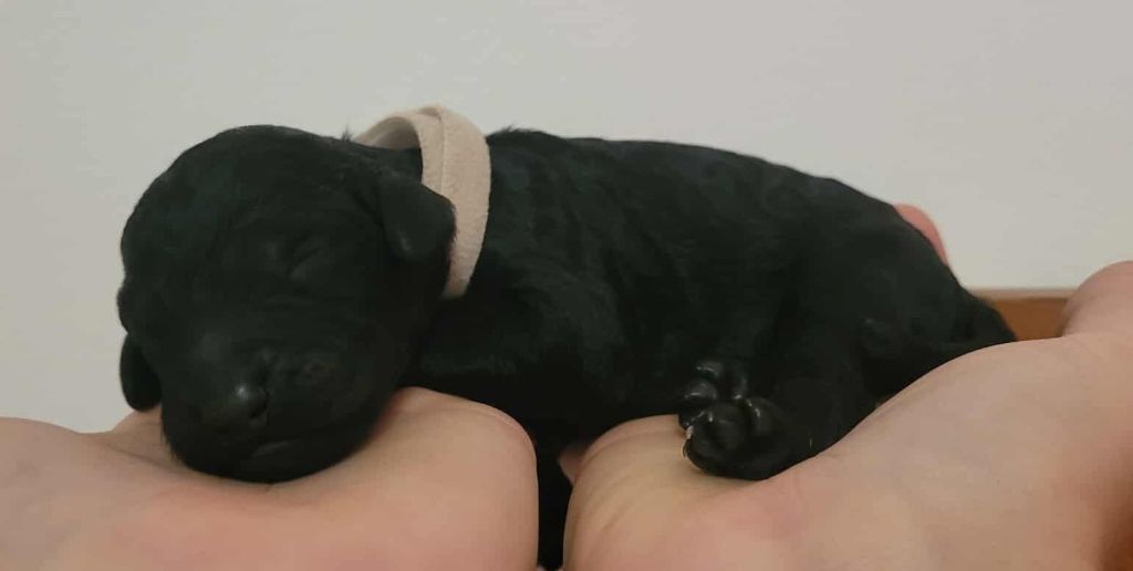 Fabulous Black Dream's - Chiots disponibles - Caniche