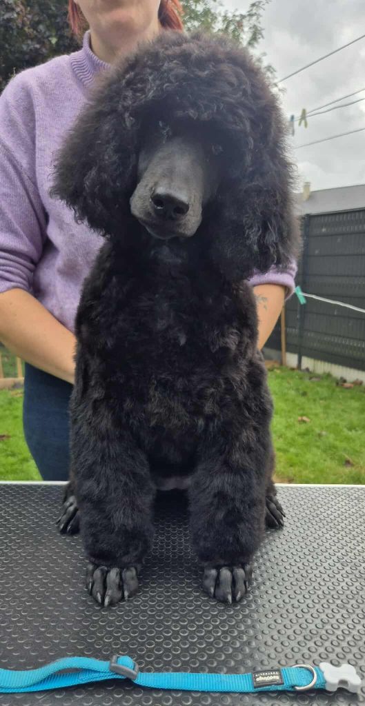 Fabulous Black Dream's - Chiots disponibles - Caniche