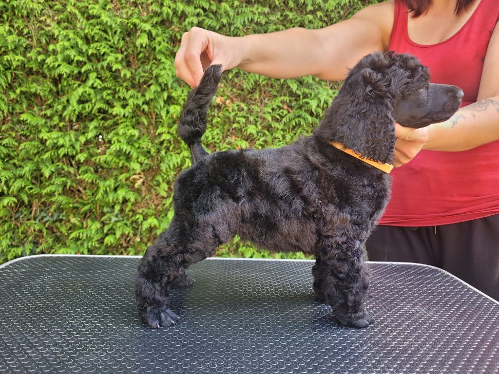 Fabulous Black Dream's - Chiots disponibles - Caniche