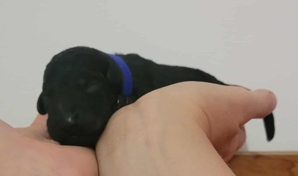 Fabulous Black Dream's - Chiots disponibles - Caniche